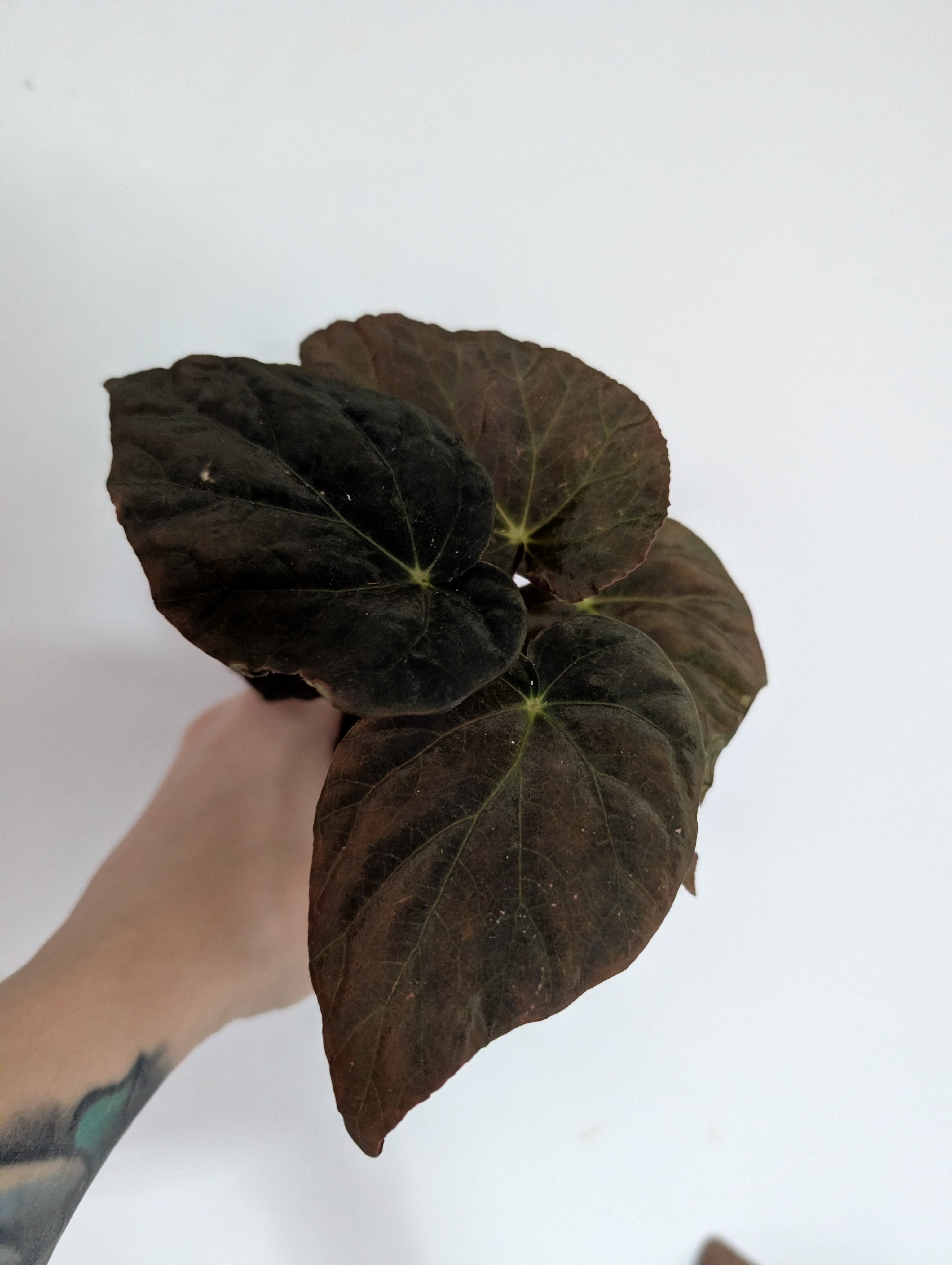 Begonia Pavonina 8cm