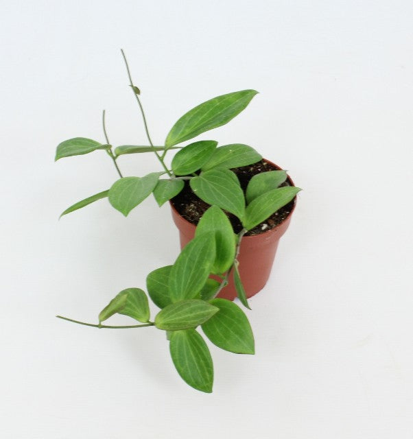 Pre-order Hoya Sp. ut208 12cm
