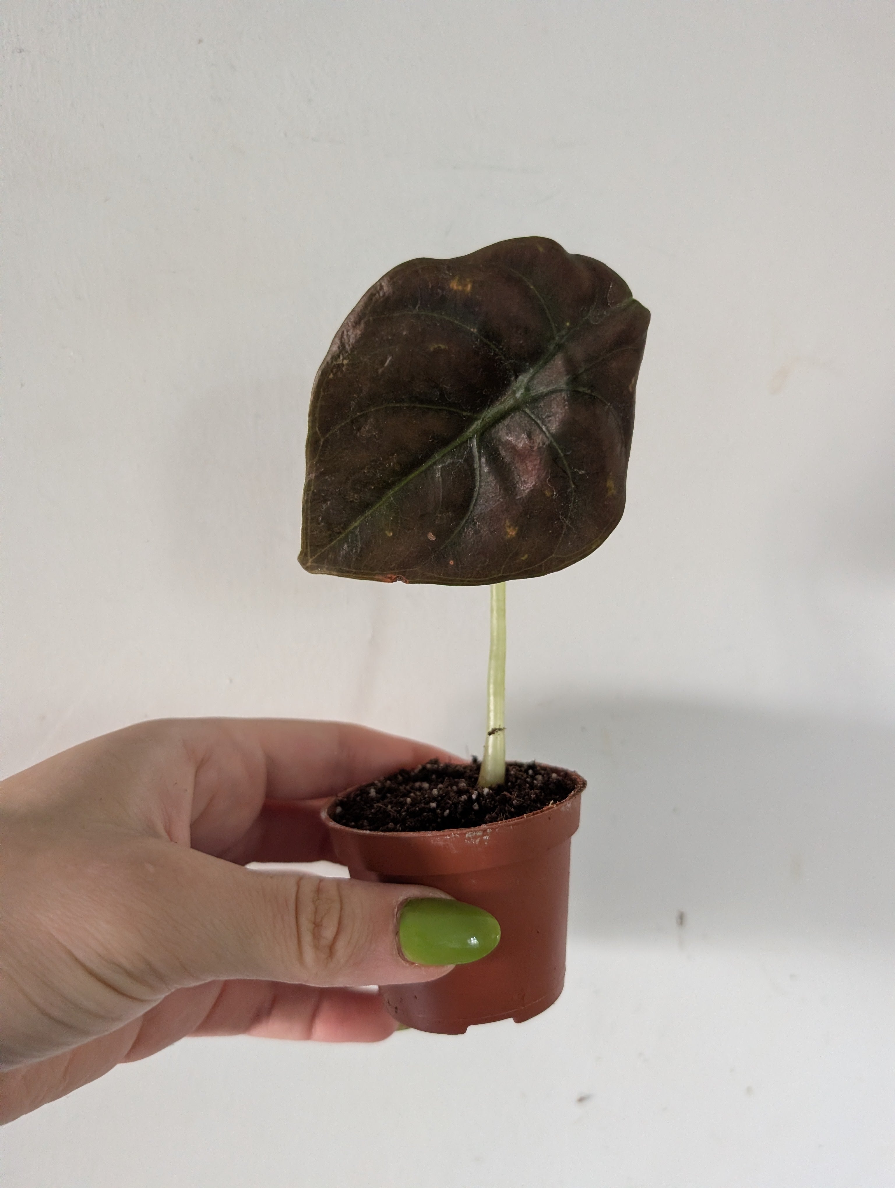 Damaged alocasia red secret