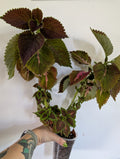 Coleus NOID