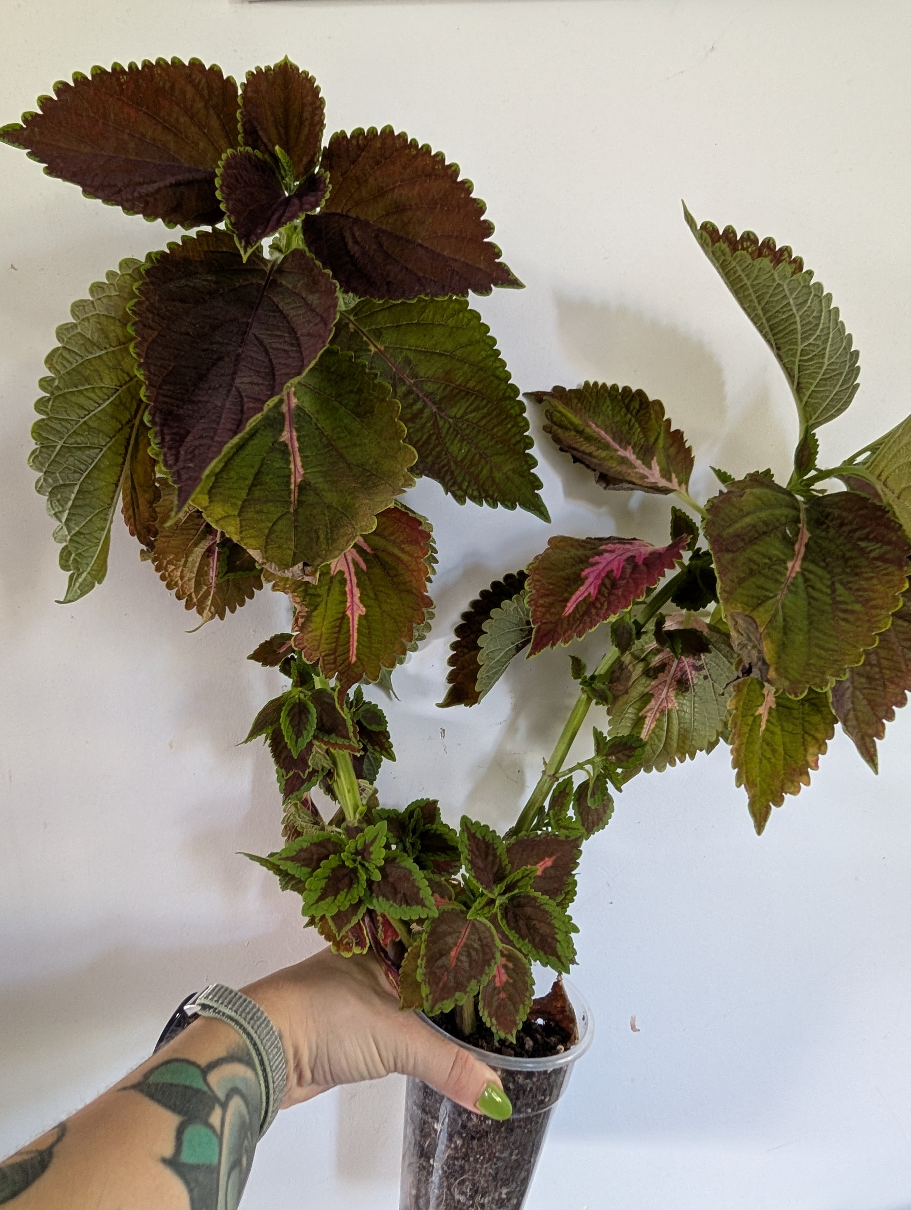 Coleus NOID