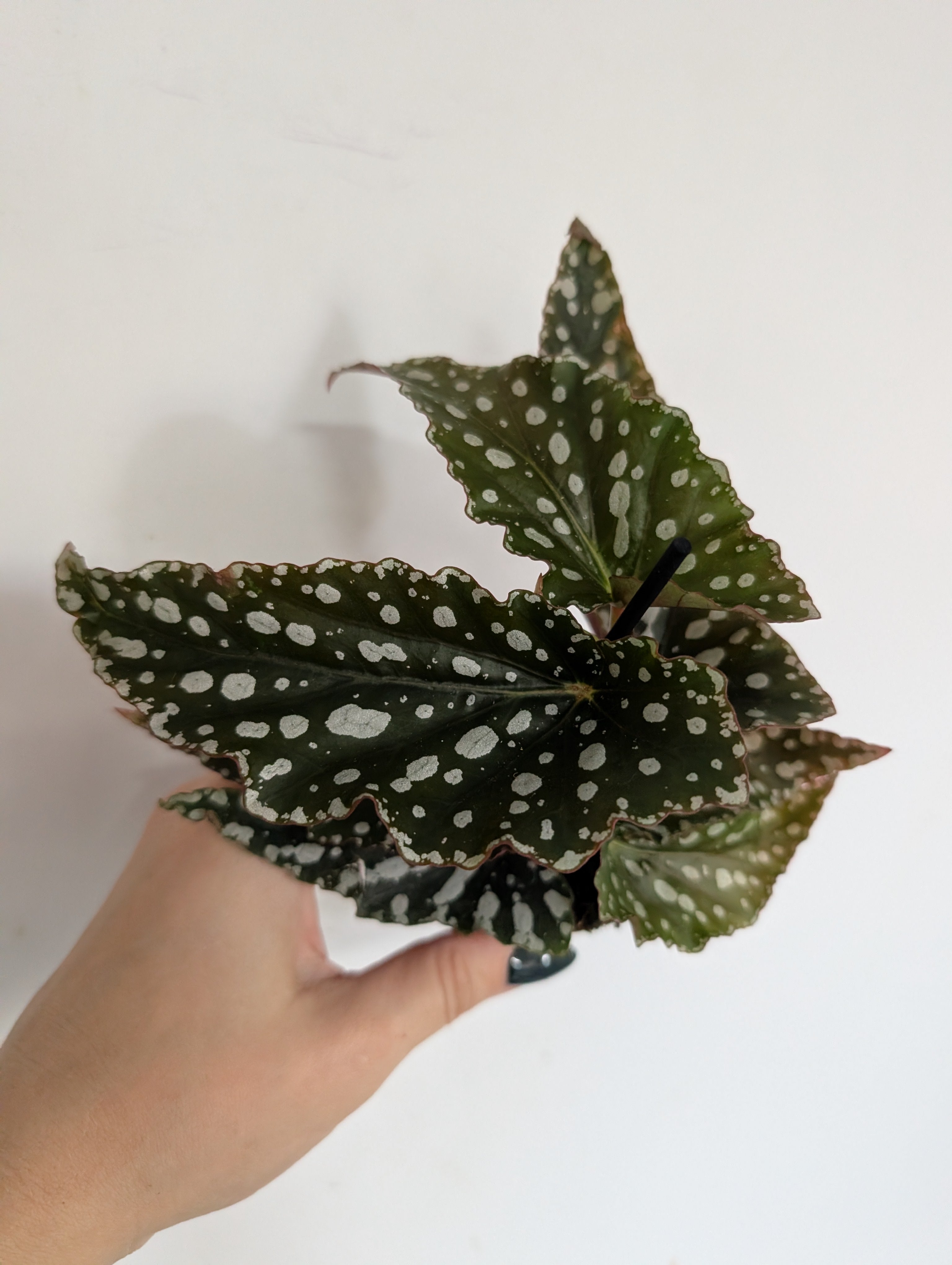 Begonia double dot 6cm
