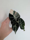 Alocasia Black Velvet Pink Variegated 6cm
