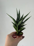 Sansevieria tough lady