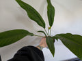 Anthurium Bakerii