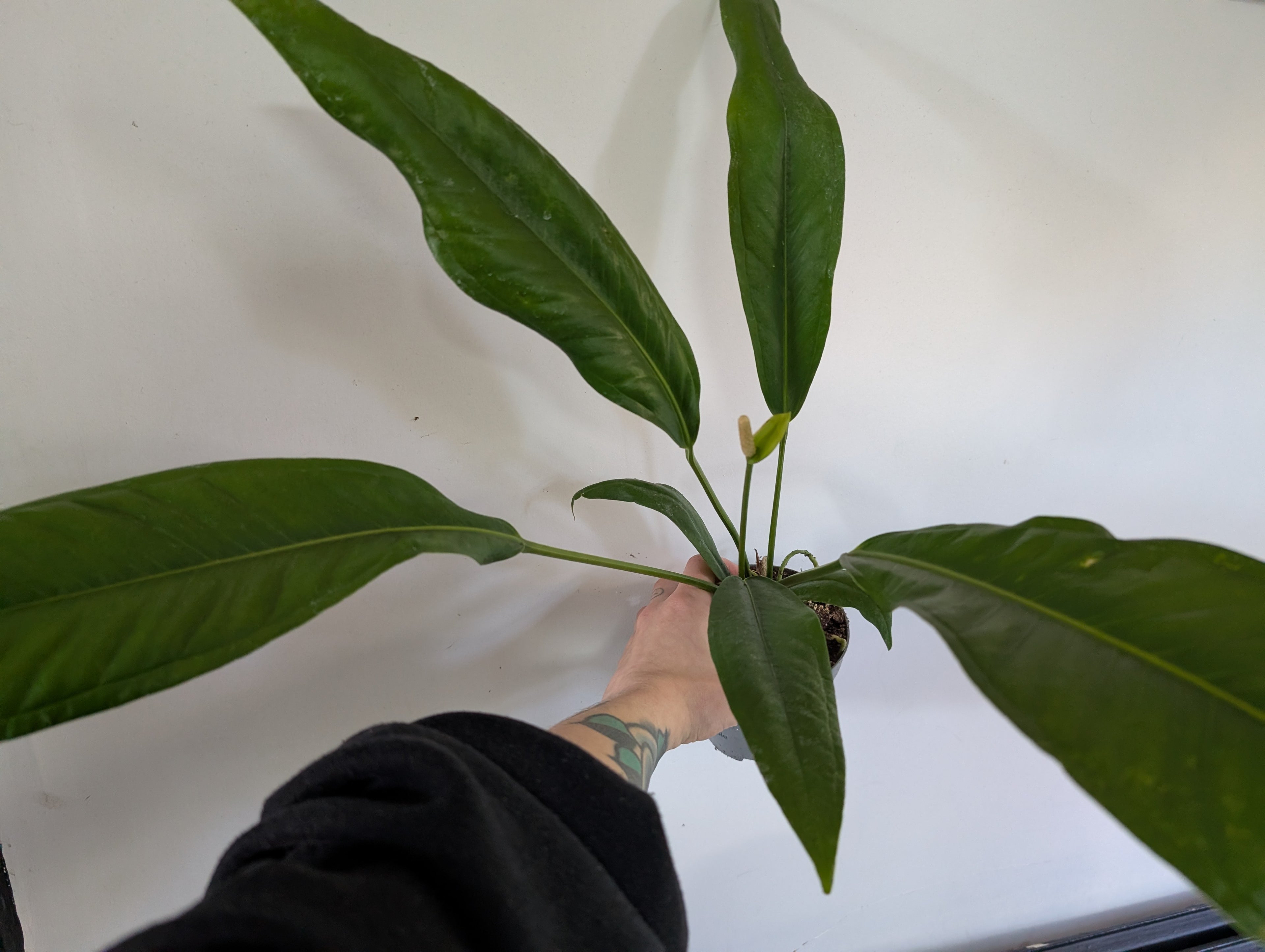 Anthurium Bakerii
