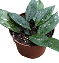 Pre-order Hoya Carnosa stardust 10cm