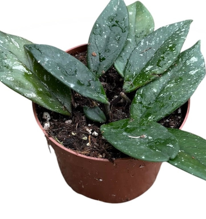 Pre-order Hoya Carnosa stardust 10cm