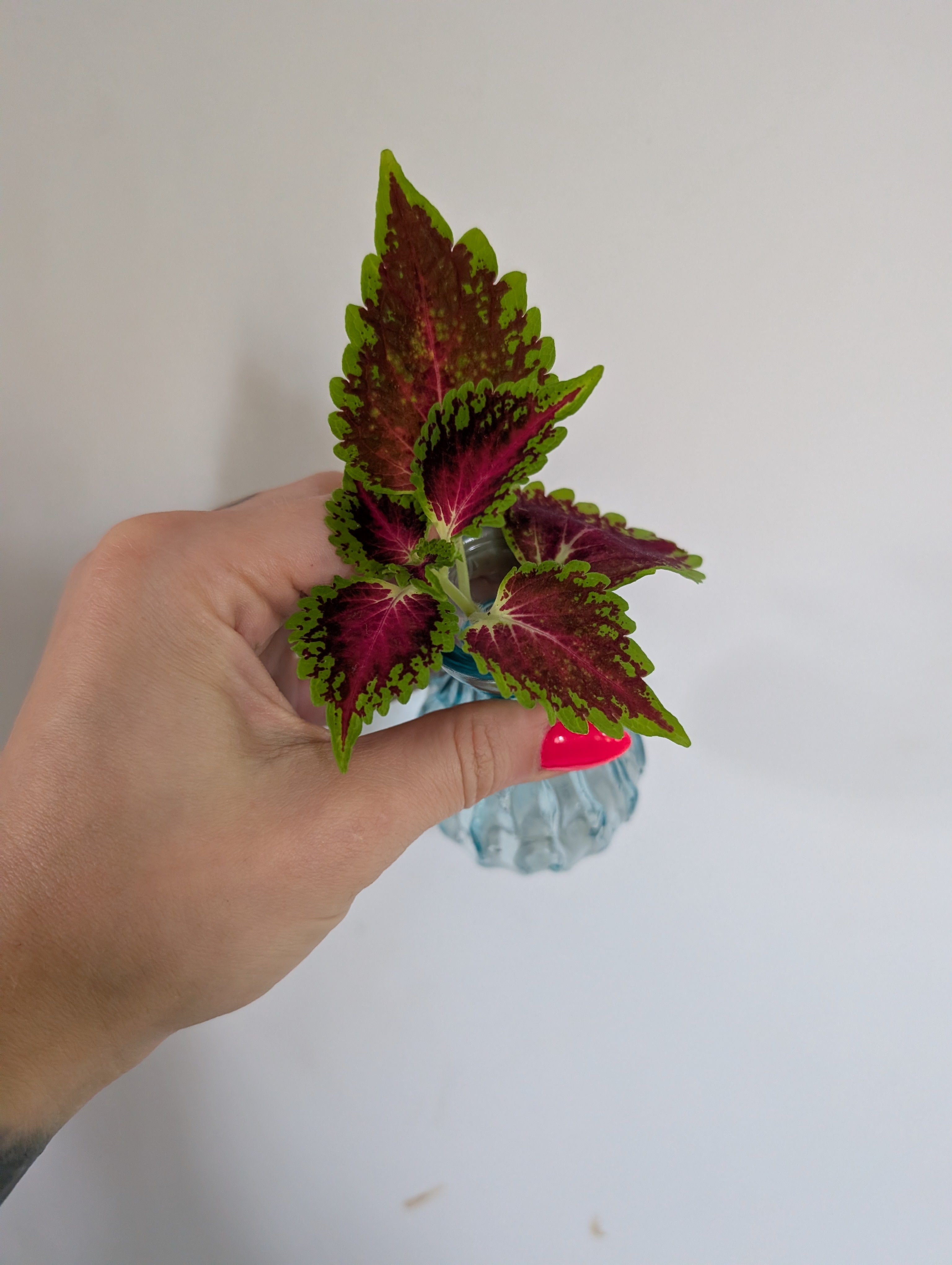 Coleus Spacecake unrooted clipping in propagation pot