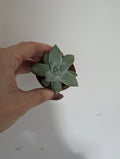 Echeveria