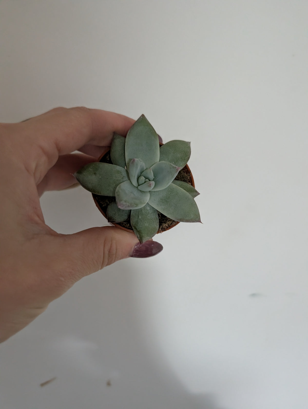 Echeveria