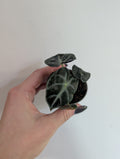Alocasia Balloon Heart 6cm
