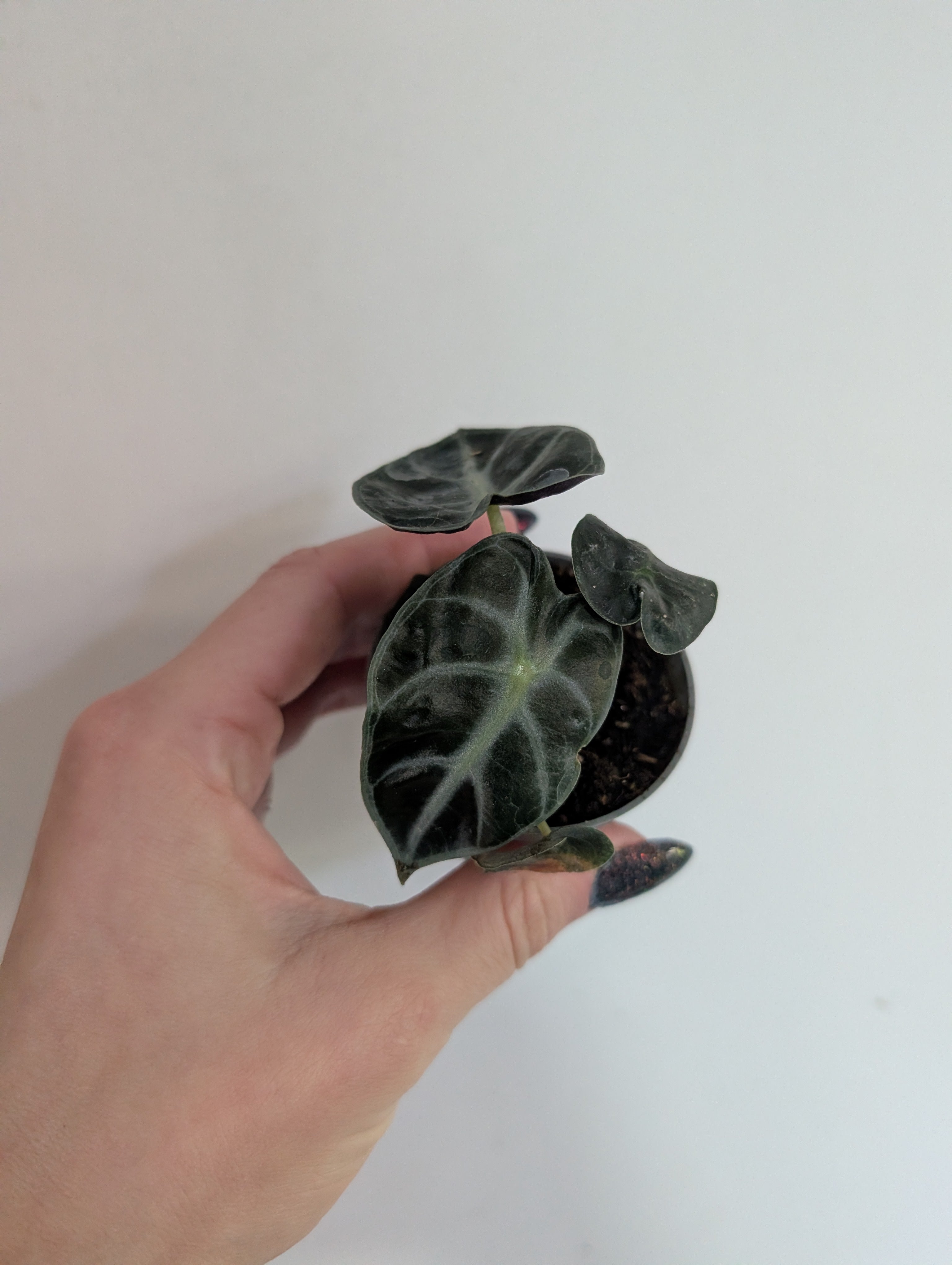 Alocasia Balloon Heart 6cm