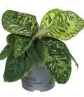Pre-order Homalomena Camouflage 12cm