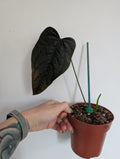 Anthurium Queen of Hearts