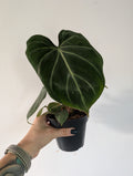Philodendron gloriosum zebra 12cm