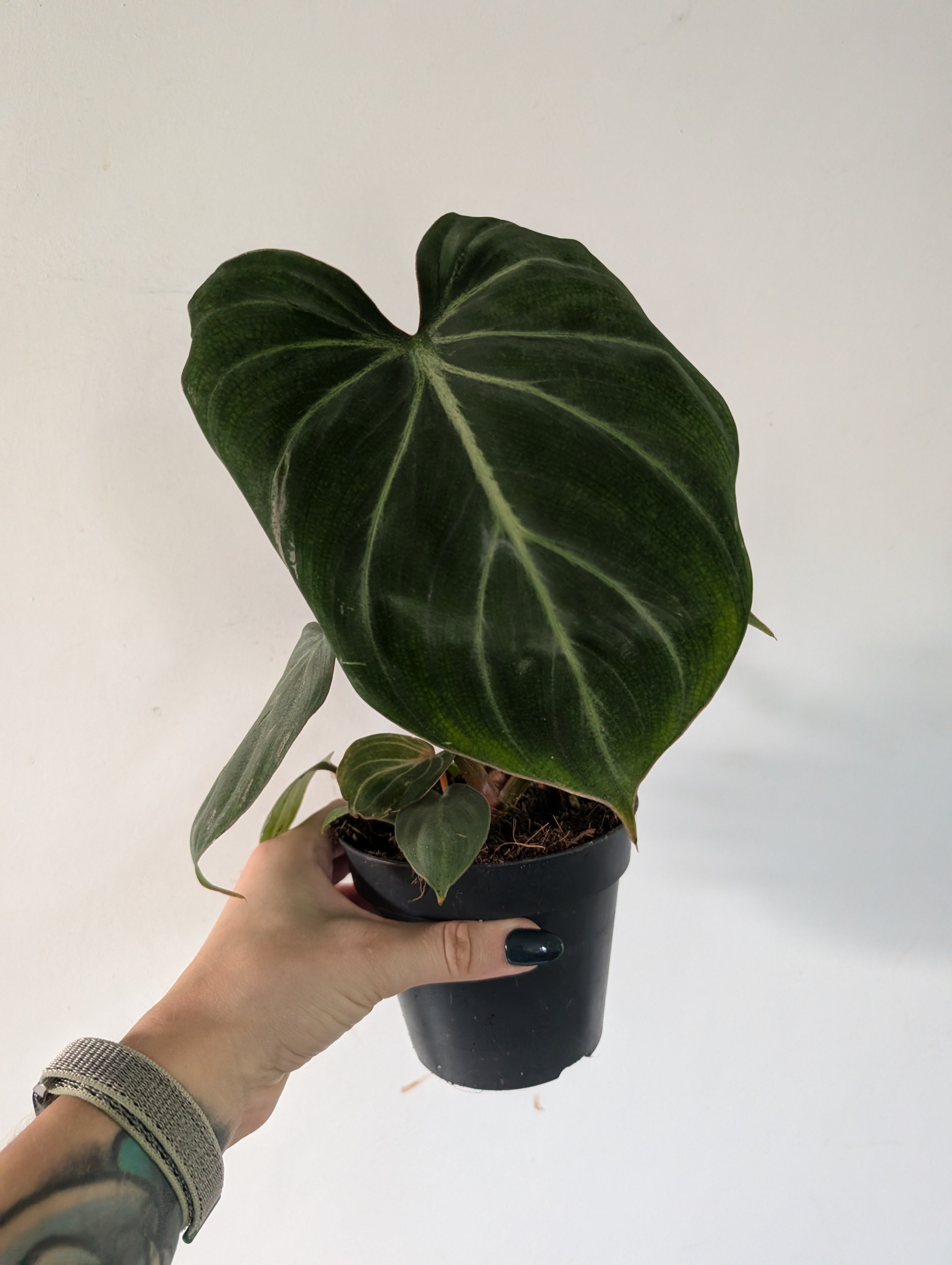 Philodendron gloriosum zebra 12cm