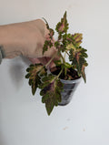 Coleus Beauty of Lyon