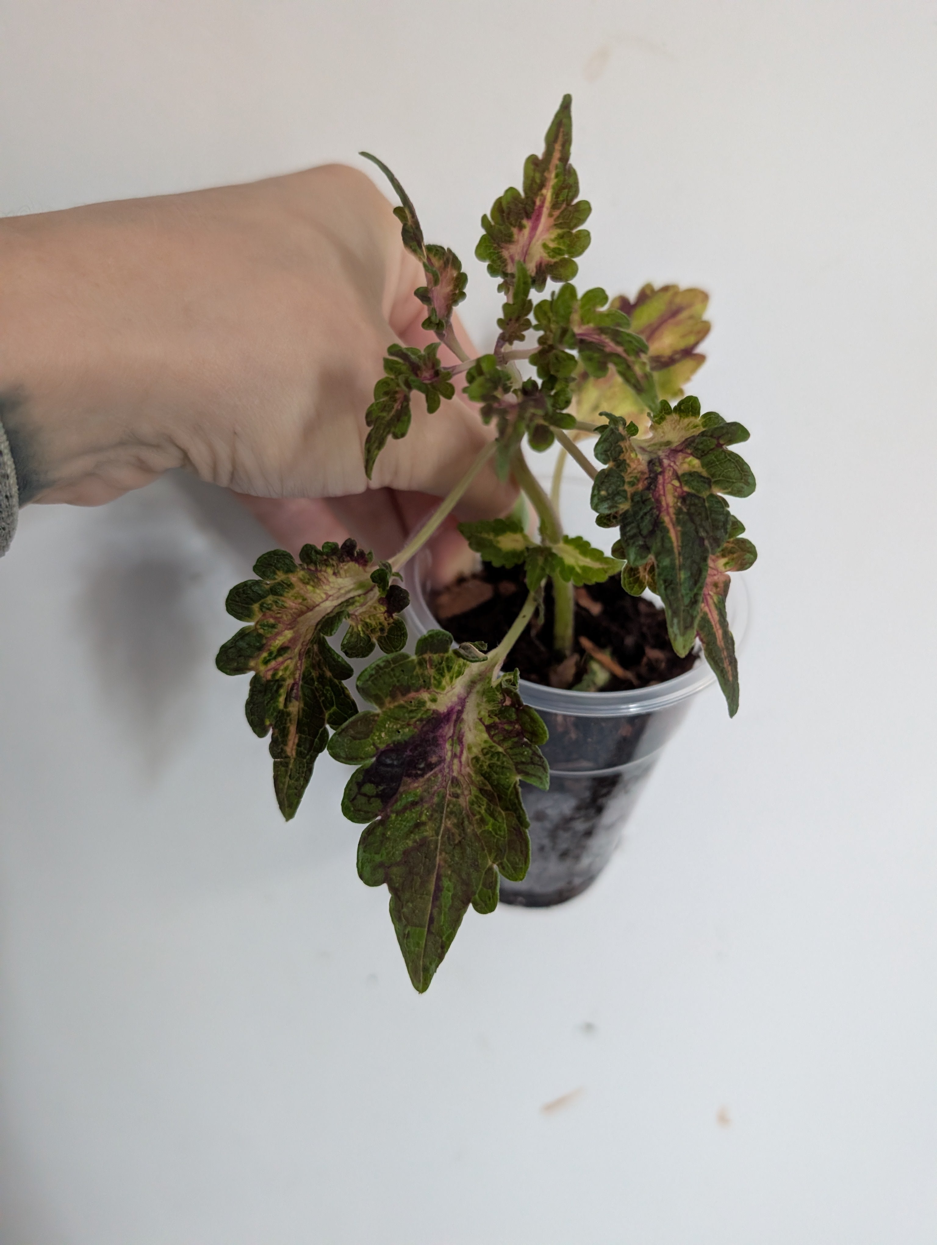 Coleus Beauty of Lyon