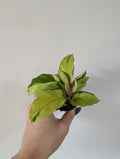 Calathea Yellow Fusion 6cm
