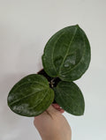 Hoya Sarawak Cream