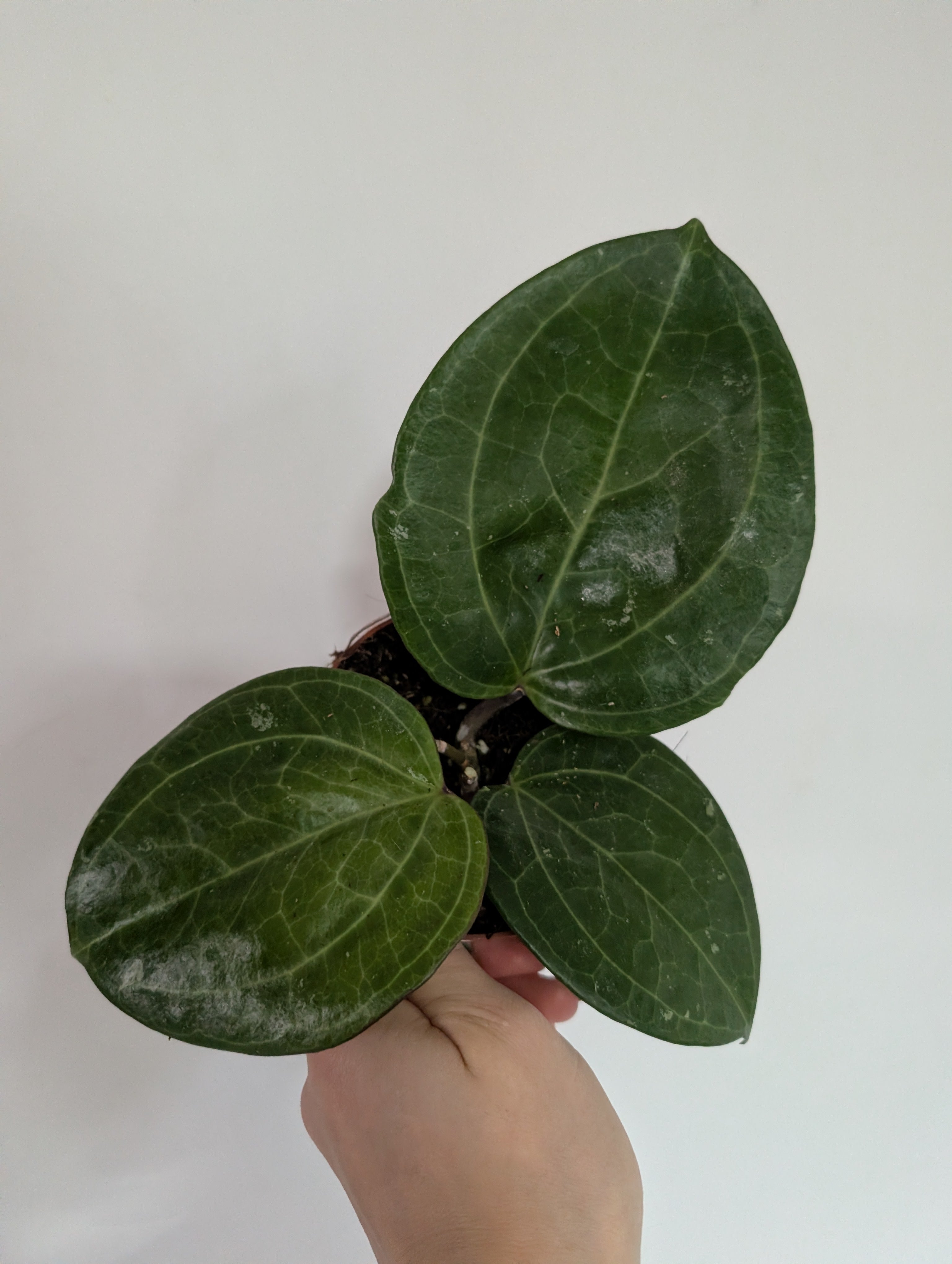 Hoya Sarawak Cream