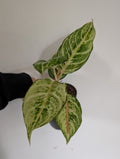 Aglaonema Chartreuse Pretty 12cm