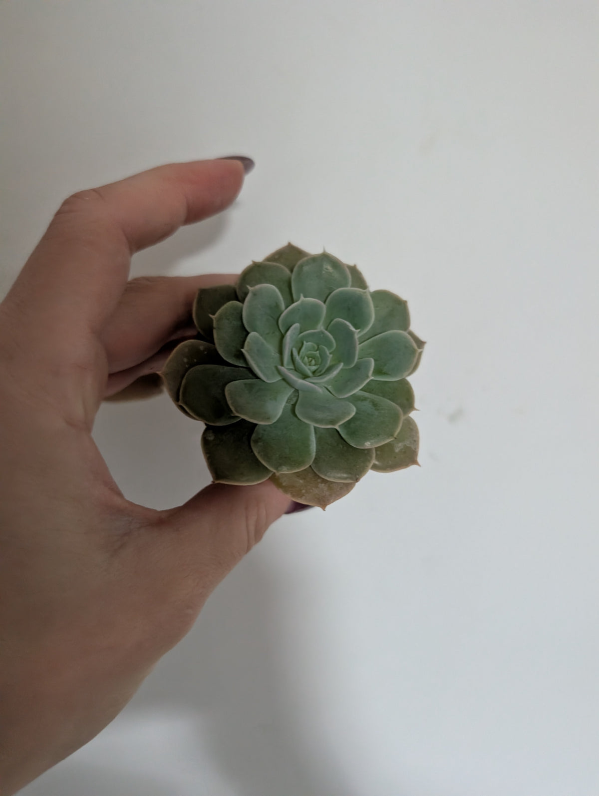 Echeveria