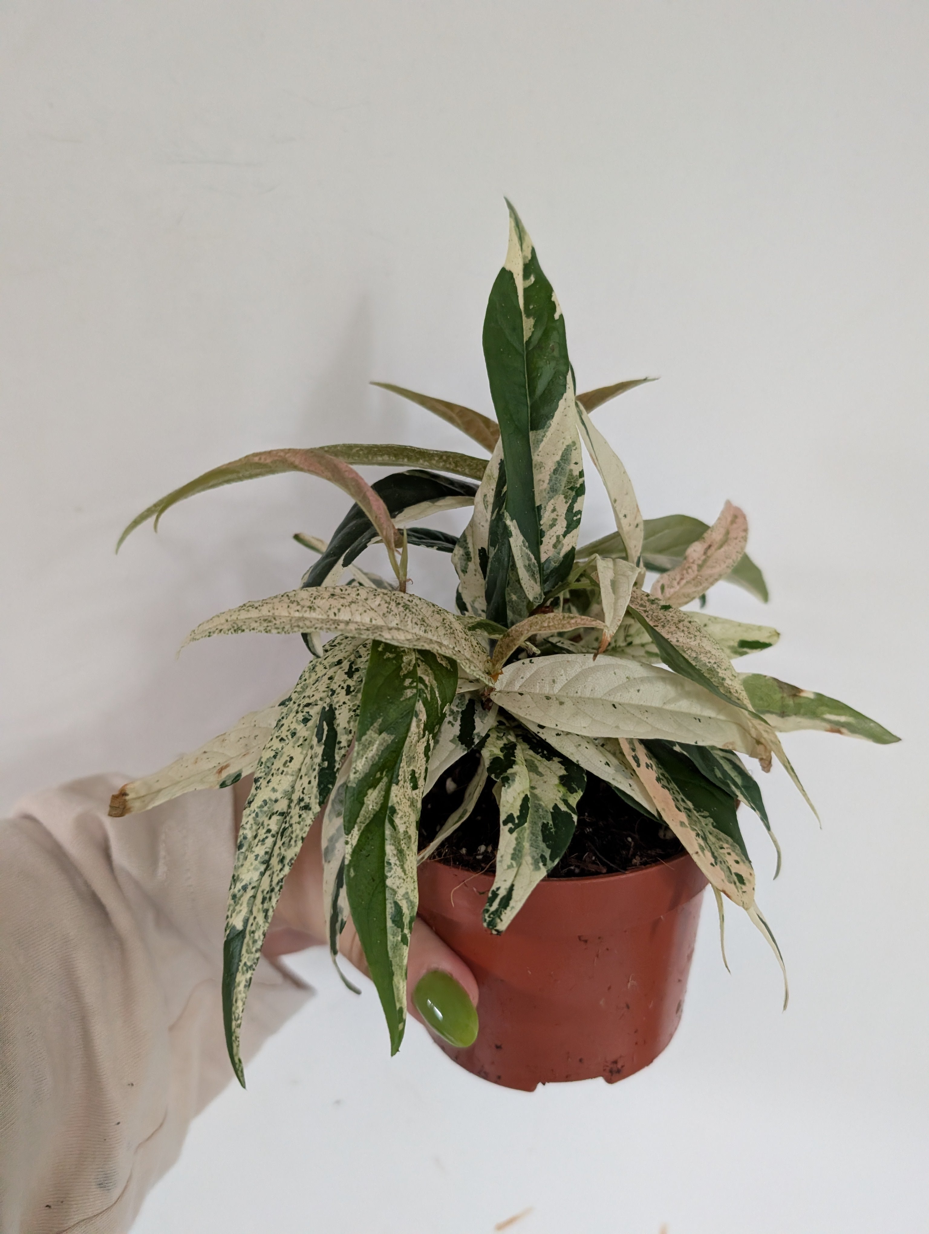 Ficus Sagittata Pink Variegated 9cm