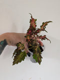Coleus Beauty of Lyon
