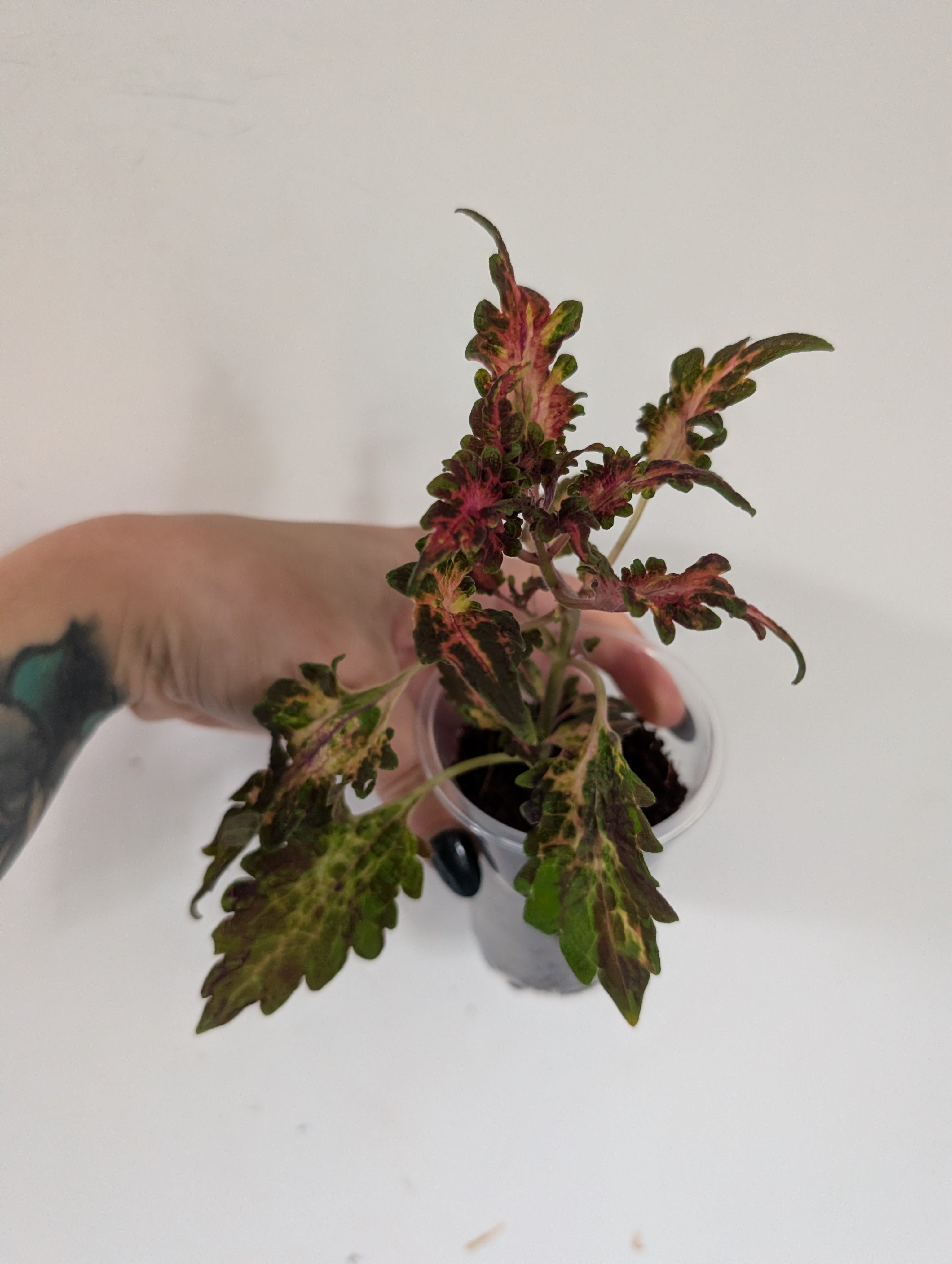 Coleus Beauty of Lyon