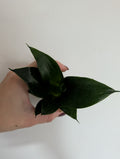 Sansevieria black jade