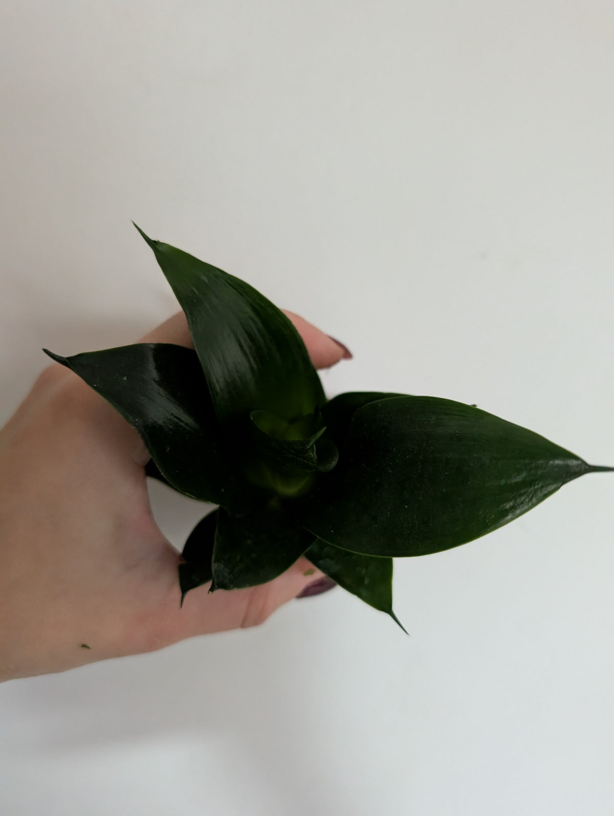 Sansevieria black jade