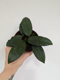 Hoya Erythrina