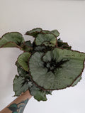 Begonia escargot 12cm