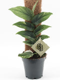 Pre-order Rhaphidophora Korthalsii Varieagted 14cm