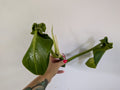 Philodendron Rugosum unrooted top clipping