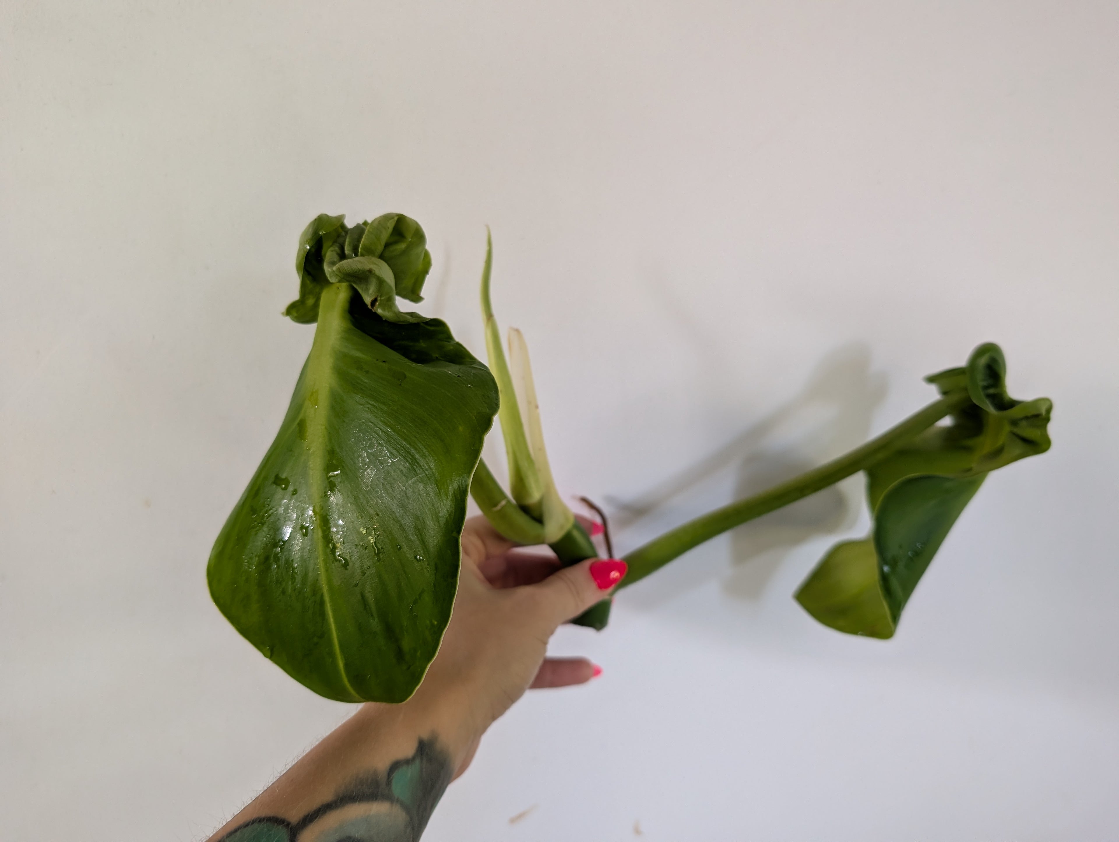 Philodendron Rugosum unrooted top clipping