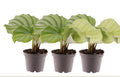 Pre-order Calathea Orbifolia 7cm