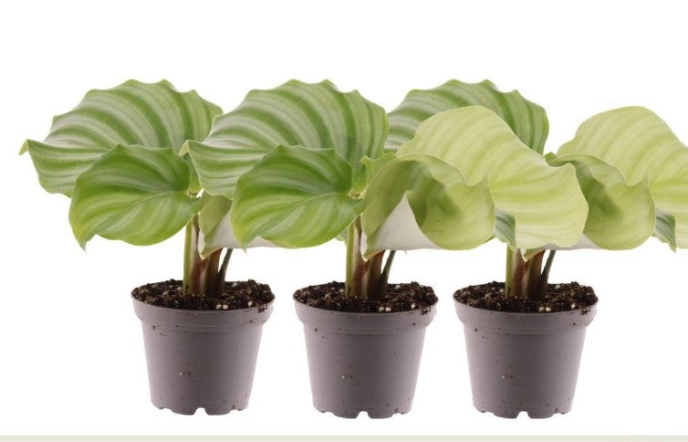 Pre-order Calathea Orbifolia 7cm