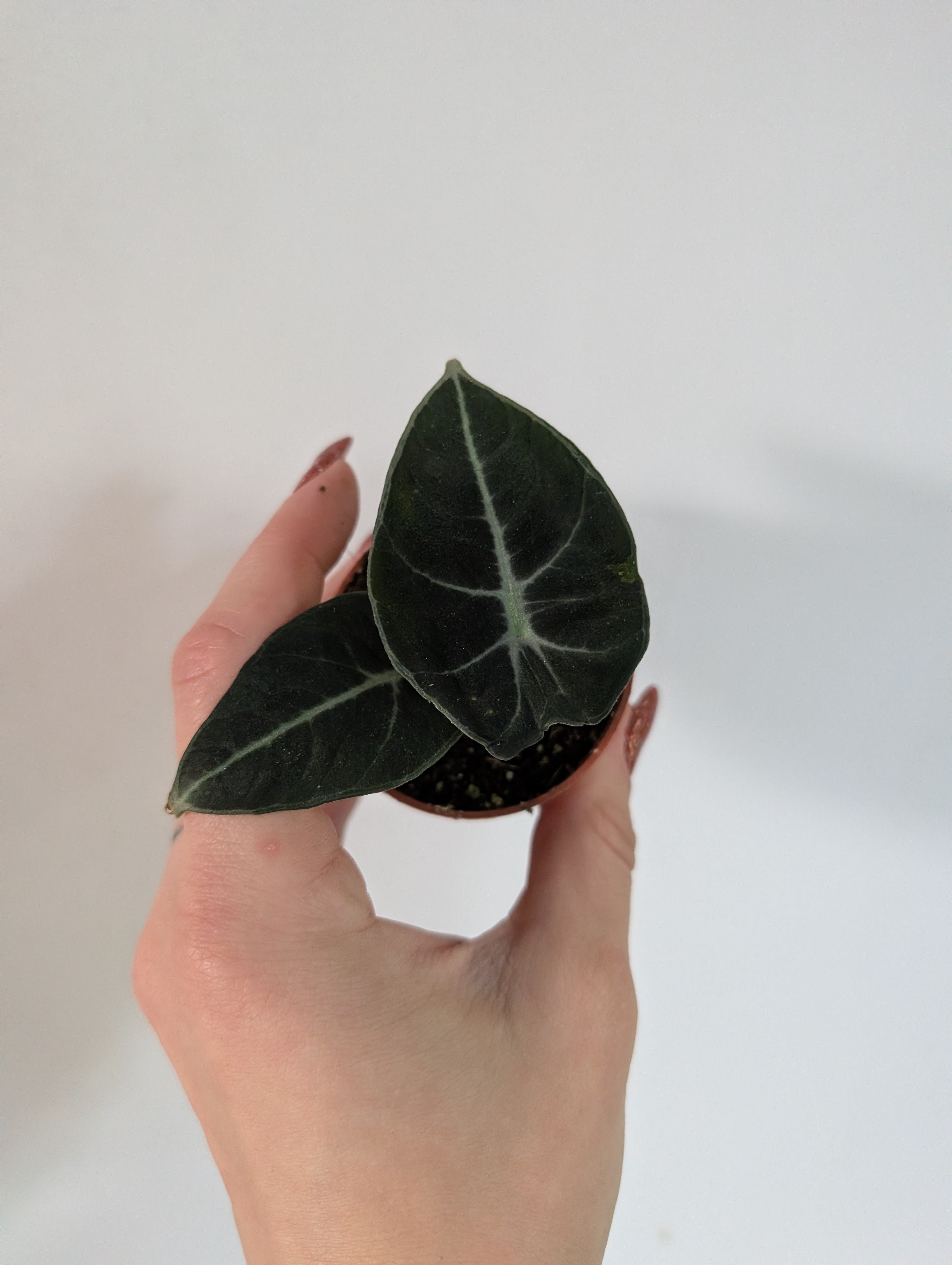 Alocasia black velvet 6cm