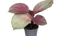 Pre-order Calathea silver plate 6cm