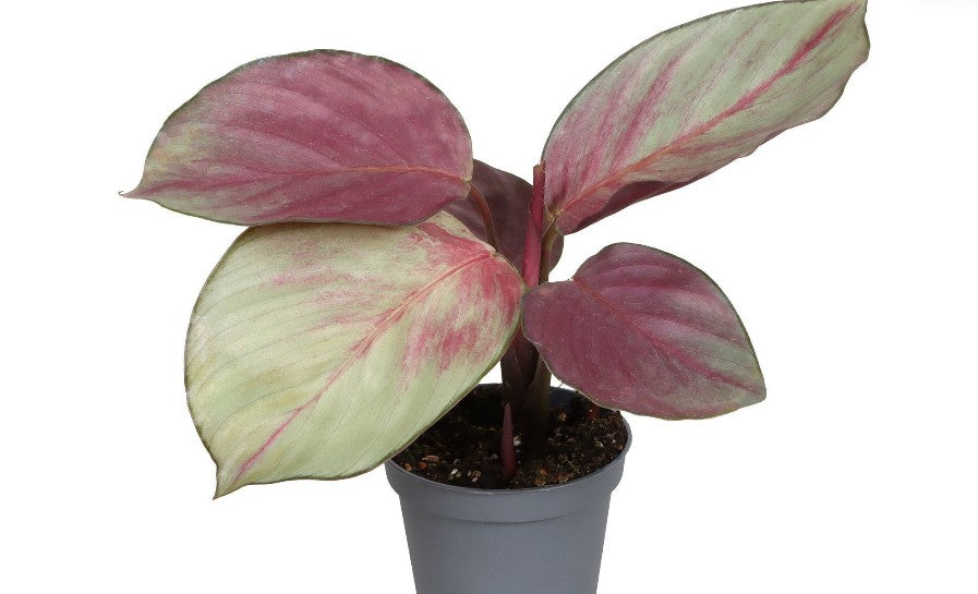 Pre-order Calathea silver plate 6cm