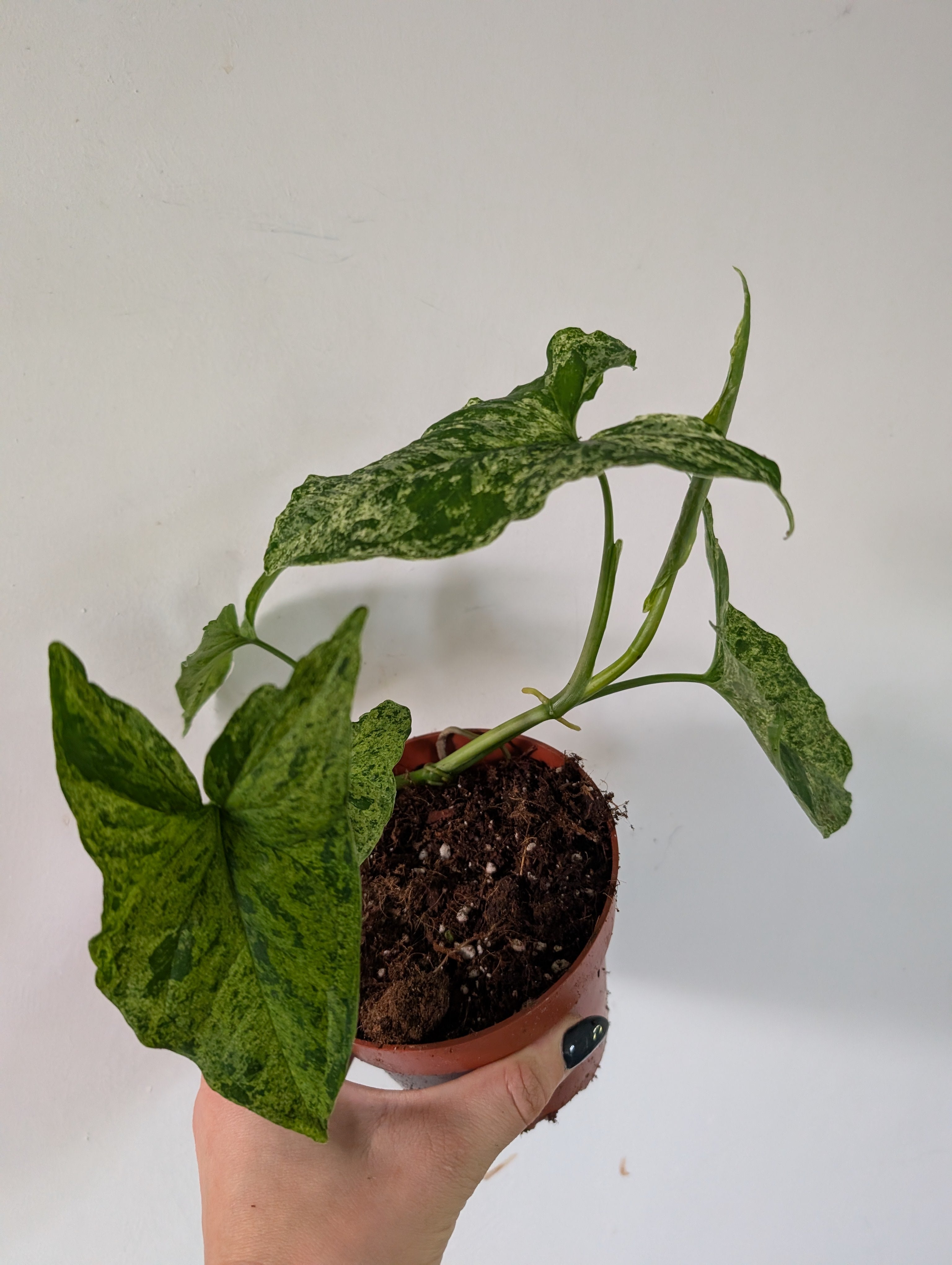 Syngonium Mottled 12cm