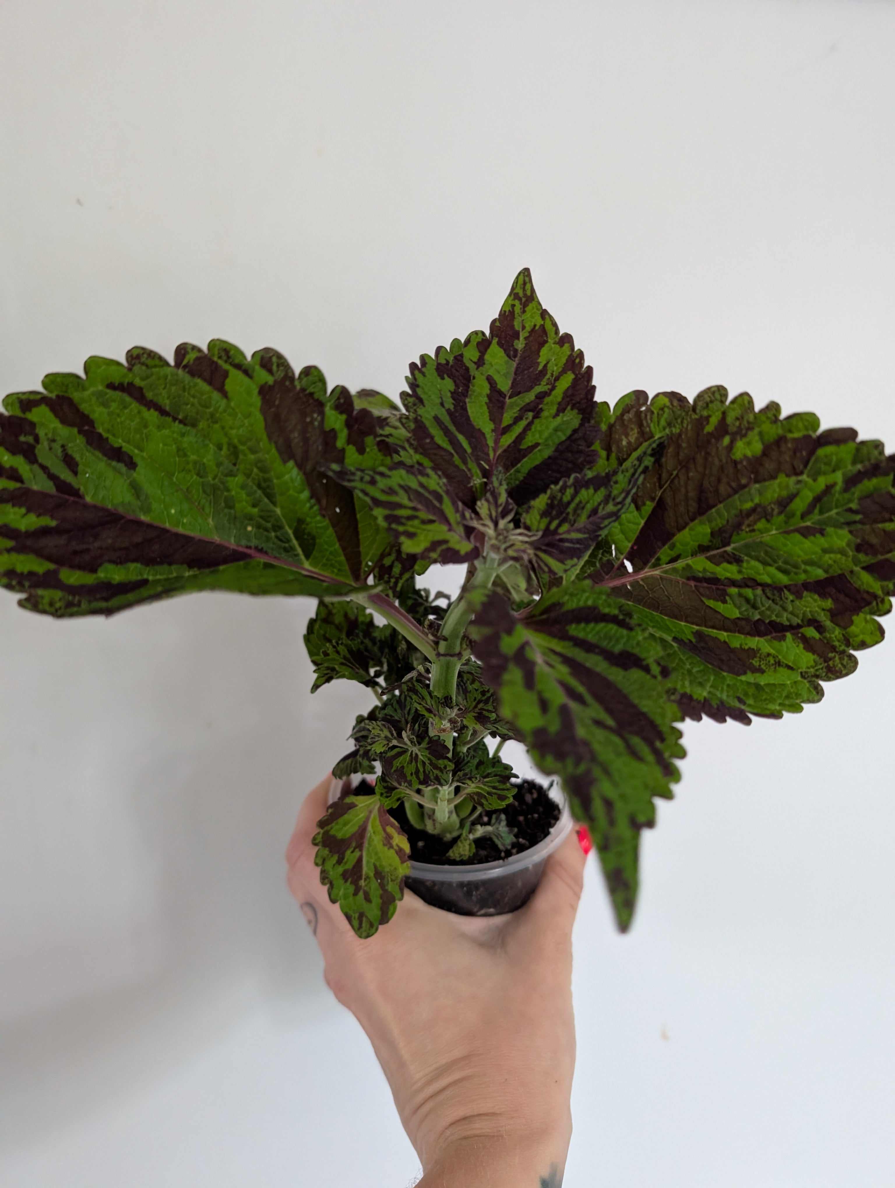 Coleus Tiger