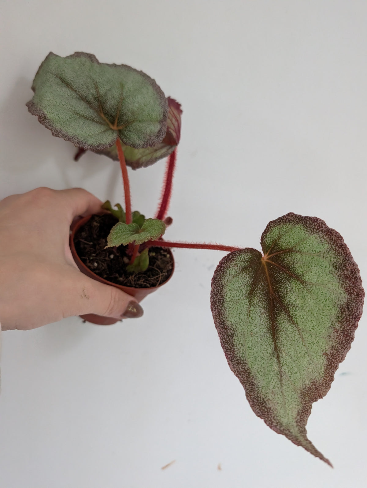 Begonia flamingo soul