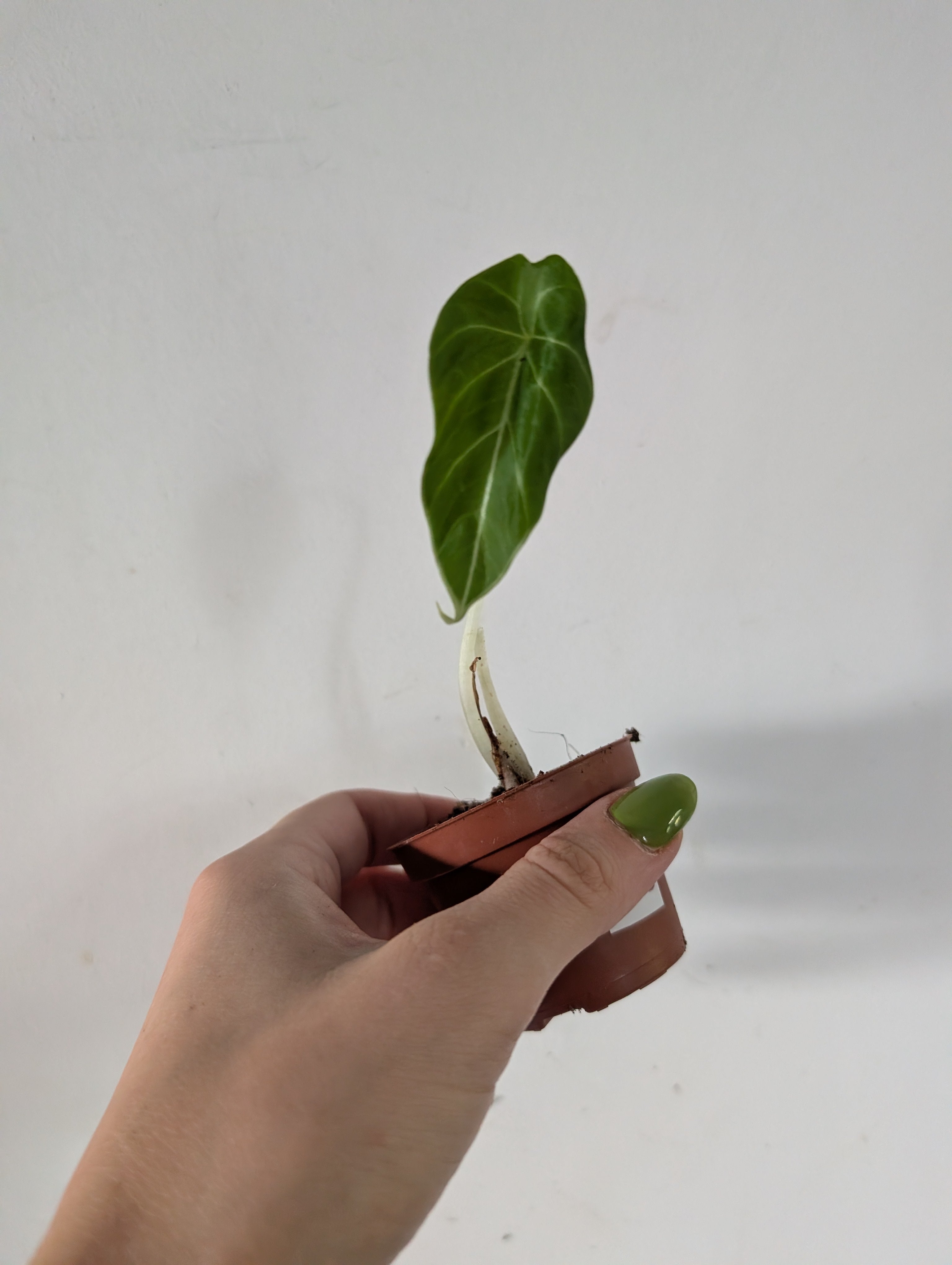 Damaged alocasia black velvet