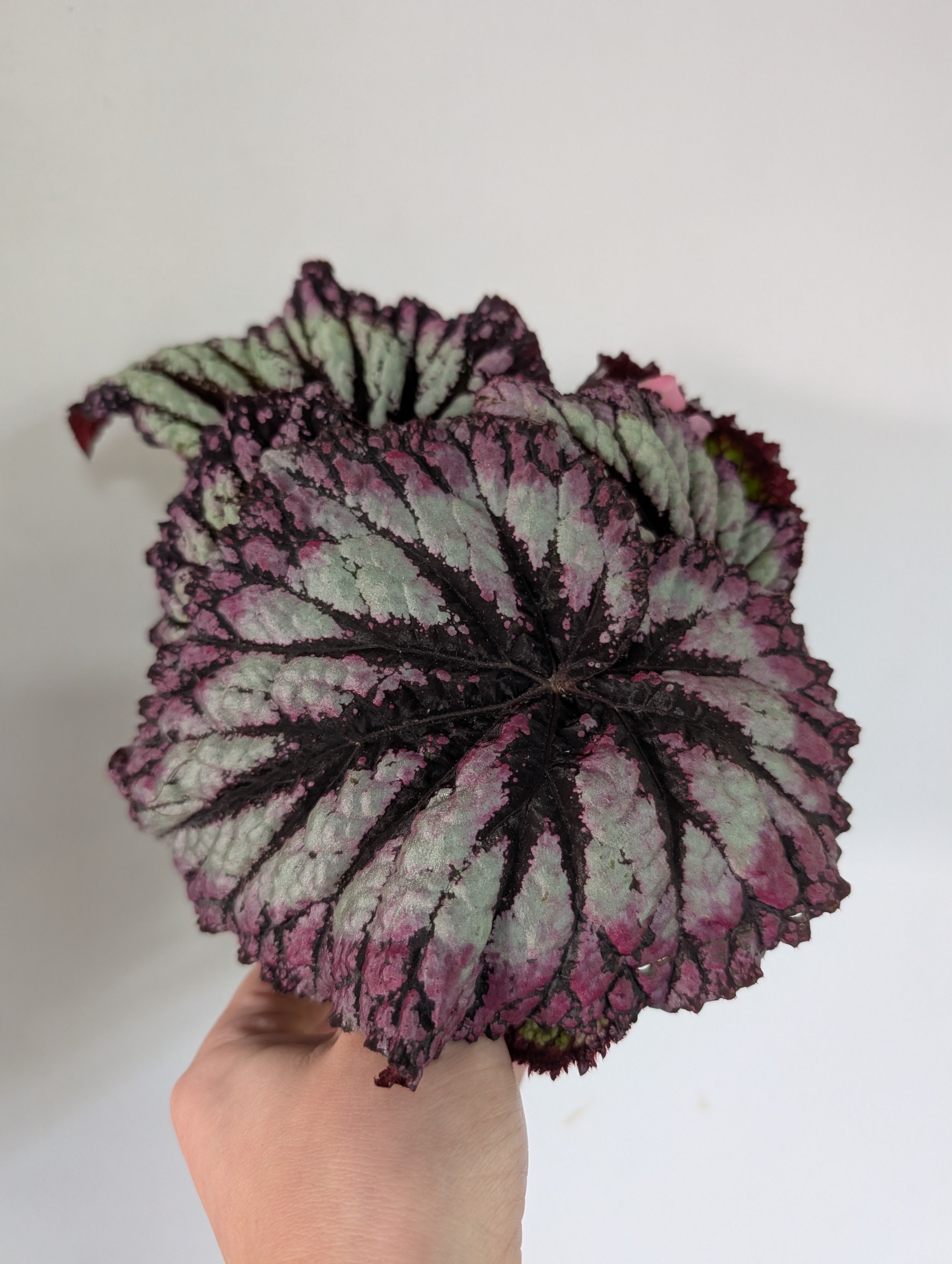 Begonia Fireworks 12cm