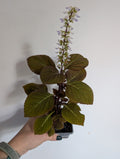 Coleus campfire