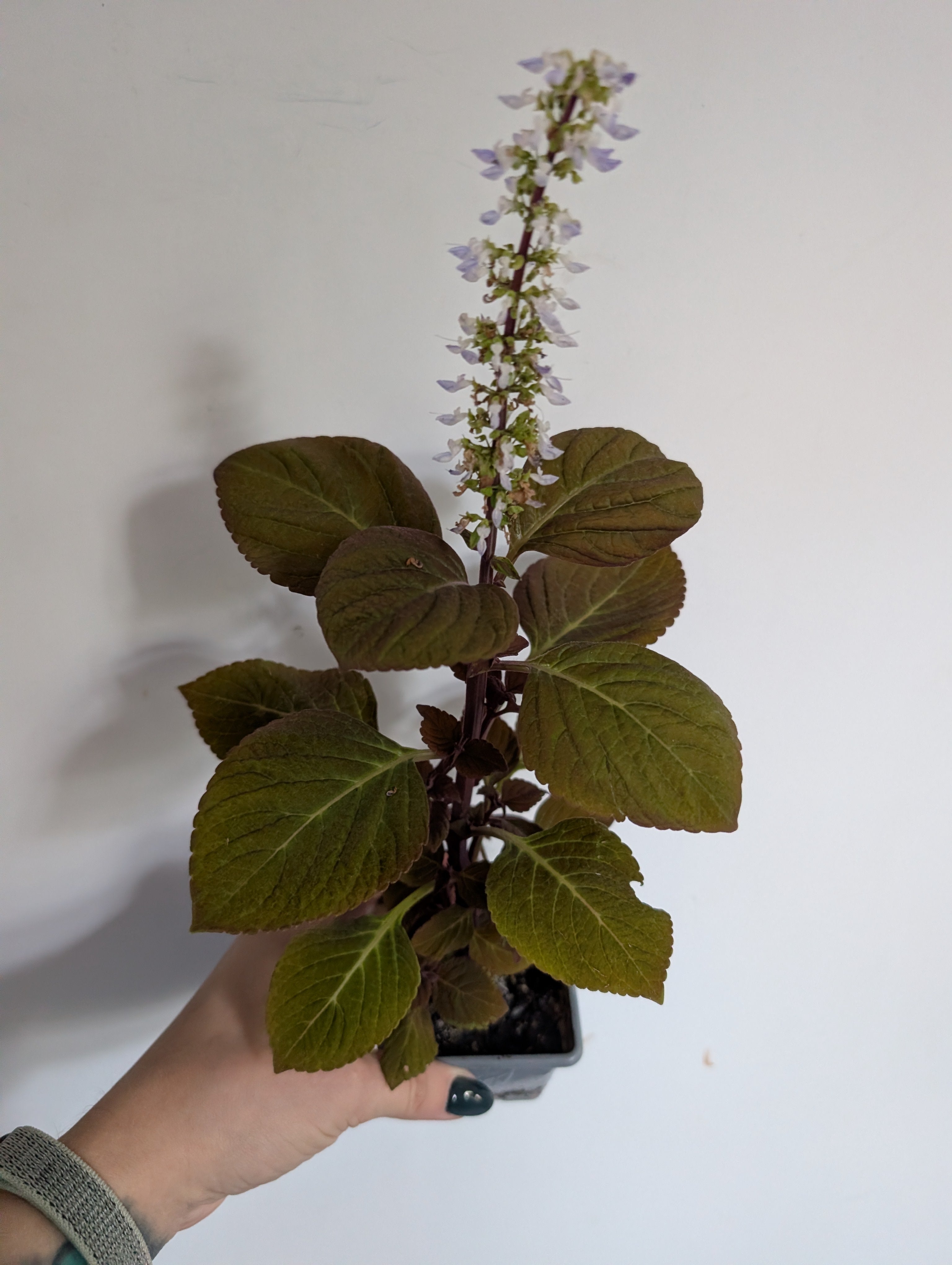 Coleus campfire